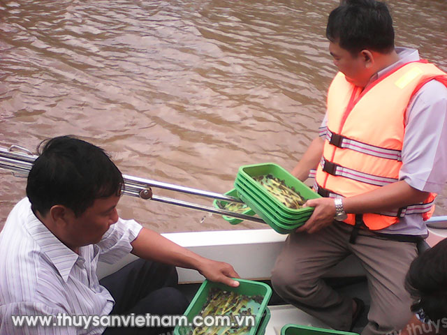 Thả ra môi trường tự nhiên 1,4 triệu con tôm sú giống, 22 ngàn con cua giống và trên 14 ngàn con cá trê giống để tái tạo và phát triển nguồn lợi thủy sản