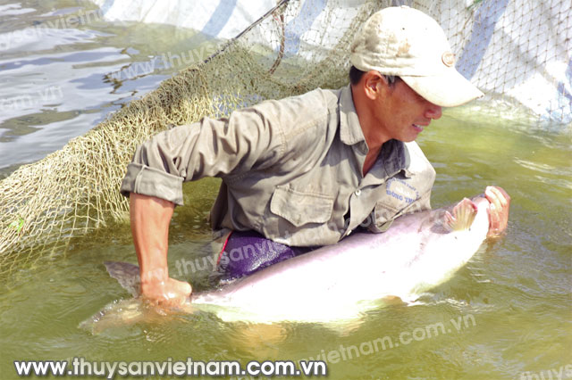 Đàn cá tra bố mẹ hậu bị chưa phát huy được hiệu quả