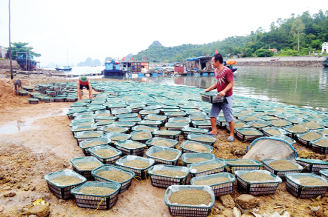 quảng ninh phát triển nuôi trồng thủy sản ở vân đồn