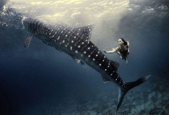 100+ Cá Mập Trắng & ảnh Cá Mập miễn phí - Pixabay