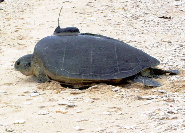 Rùa được gắn thẻ để theo dõi qua vệ tinh