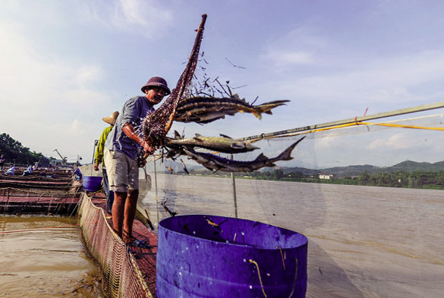 Cần có giải pháp lâu dài và bền vững cho môi trường nuôi trồng thủy sản Ảnh: Internet