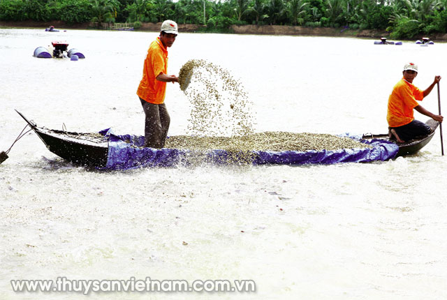 Người dân đang mở rộng diện tích nuôi cá tra   Ảnh: Việt Anh