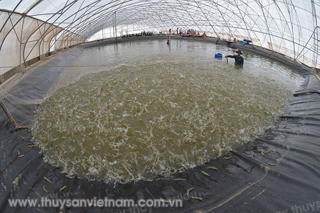 Thiết bị và bạt lót ao được khử trùng bằng dung dịch Sanocare®PUR nhằm đảm bảo loại bỏ hoàn toàn mầm bệnh Thiết bị và bạt lót ao được khử trùng bằng dung dịch Sanocare®PUR nhằm đảm bảo loại bỏ hoàn toàn mầm bệnh