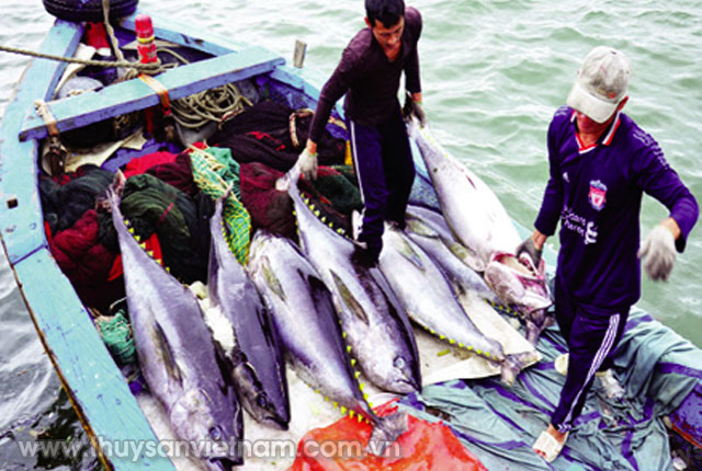 Công ty TNHH Tín Thịnh cam kết thu mua toàn bộ sản phẩm cho ngư dân trong Tổ hợp tác nghề cá Vĩnh Phước