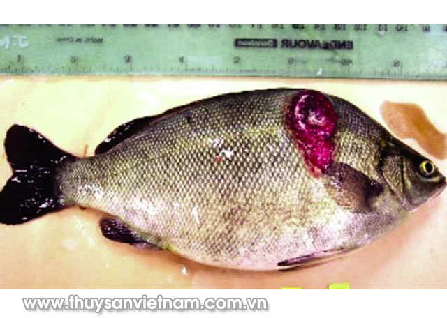 Cá bị đóm đỏ, lở loét Cá bị đóm đỏ, lở loét