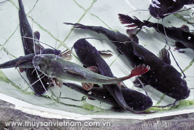 Cá bị xuất huyết ảnh hưởng đến năng suất nuôi  Ảnh: CTV