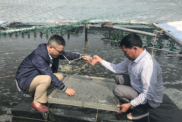 Nuôi tôm có mái che có thể sản xuất được 4 vụ/năm