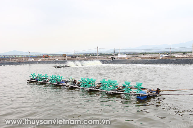 Khu sản xuất tôm của Công ty TNHH Sản xuất Hạ Long (BIM) và khu sản xuất tôm của Trại thực nghiệm nuôi trồng thủy sản mặn lợ (Trường Cao đẳng Kinh tế kỹ thuật và Thủy sản). Khu sản xuất tôm của Công ty TNHH Sản xuất Hạ Long (BIM) và khu sản xuất tôm của Trại thực nghiệm nuôi trồng thủy sản mặn lợ (Trường Cao đẳng Kinh tế kỹ thuật và Thủy sản).