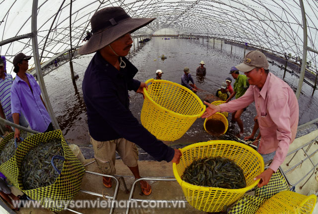 Thu hoạch tôm nuôi công nghệ cao tại Tập đoàn Việt - Úc   Ảnh: Thanh Cường
