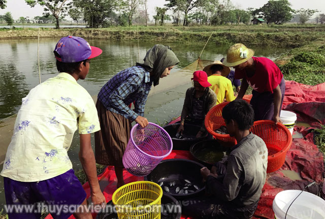 Người dân Myanmar lựa cá rô phi giống thả nuôi  Ảnh: USSEC