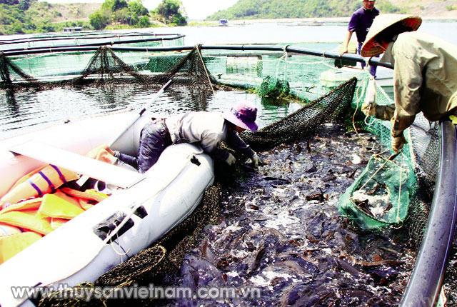 Việt Nam có nhiều điều kiện nuôi cá nước lạnh   Ảnh: Huy Hùng