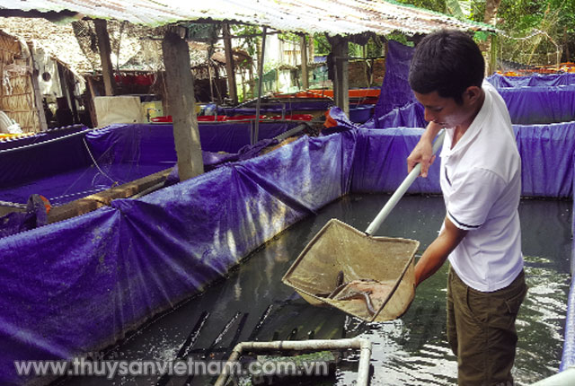 Nuôi lươn đồng thương phẩm đem lại hiệu quả cho nhiều địa phương    Ảnh: Nguyên Chi