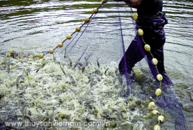 Sản lượng tôm nuôi ở Philippines ngày càng tăng   Ảnh: ST