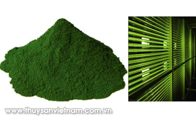 Vi tảo Nannochloropsis salina - bột khô bên trái có thể được sản xuất trong các lò phản ứng sinh học (phải)