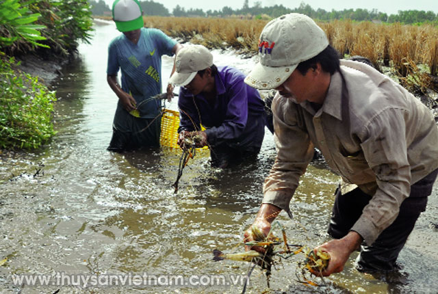Thủy sản Việt Nam đang trở thành một ngành kinh tế đáng chú ý trong nước. Hãy cùng chiêm ngưỡng những hình ảnh về những hồ nuôi thủy sản lành mạnh và sạch. Hiểu rõ hơn về các tiến bộ trong giảm thiểu ô nhiễm môi trường, cũng như về những tiềm năng của ngành thủy sản trong tương lai gần.