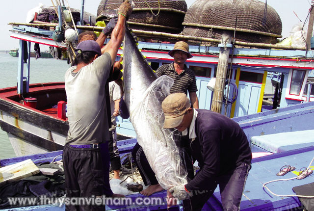 Ngư dân Phú Yên vận chuyển cá ngừ về bến  Ảnh: Ngọc Chung