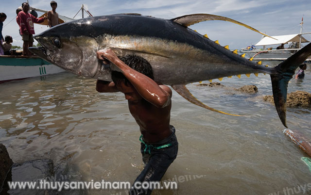 Cá ngừ nằm trong danh sách loài dễ bị tổn thương theo quy định của SIMP   Ảnh: WWF