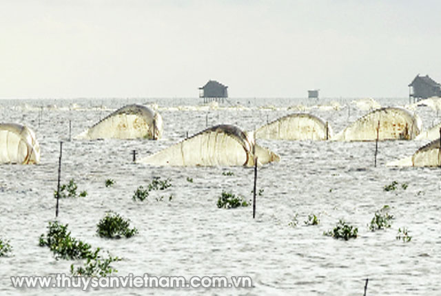 Những tấm lưới dầy được đặt dọc bờ biển, nơi các giống loài hải sản vào bờ sinh sản. Họ bắt tất tần tật, không giống loài nào có thể thoát được những tấm lưới như thế này