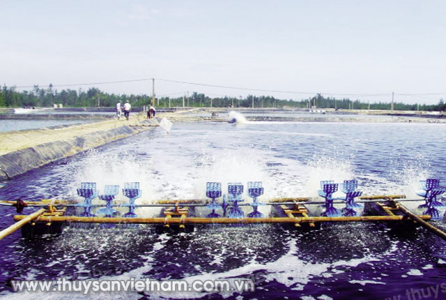 Nuôi tôm thẻ chân trắng không kháng sinh ở Sóc Trăng Ảnh: CTV Nuôi tôm thẻ chân trắng không kháng sinh ở Sóc Trăng Ảnh: CTV