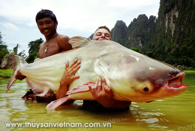 Bắt được cá da trơn khổng lồ trên sông Mê Kông   Ảnh: National Geographic