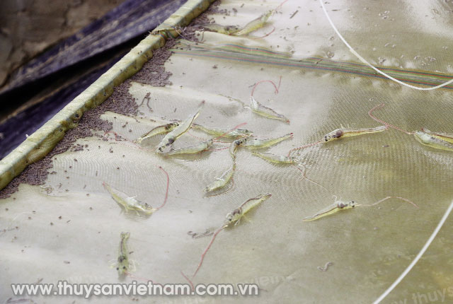 Lựa chọn thức ăn phù hợp với từng giai đoạn của tôm giúp nâng cao hiệu quả sản xuất Ảnh: VM Lựa chọn thức ăn phù hợp với từng giai đoạn của tôm giúp nâng cao hiệu quả sản xuất Ảnh: VM