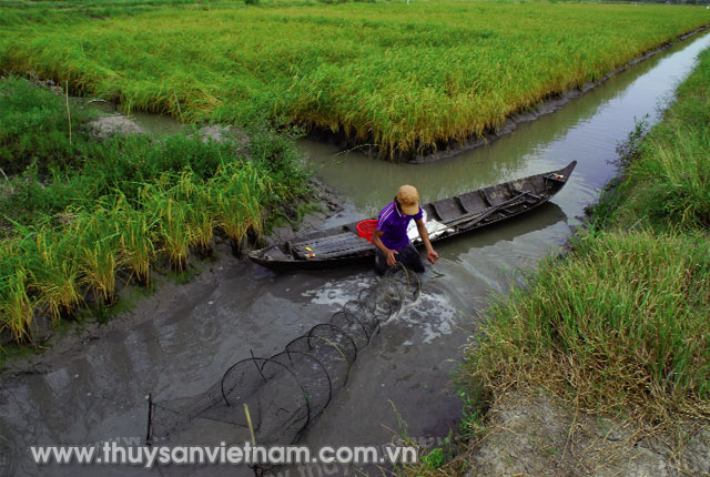 Nuôi kết hợp, luân canh tôm sú - tôm càng xanh được nhiều địa phương áp dụng đạt hiệu quả cao   Ảnh: Trần Út