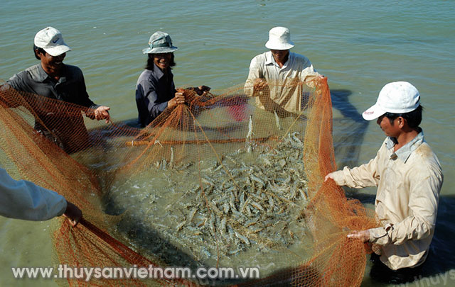 Rất nhiều mô hình, cách làm hay trong nuôi trồng thủy sản được tôn vinh  Ảnh: Phan Thanh Cường