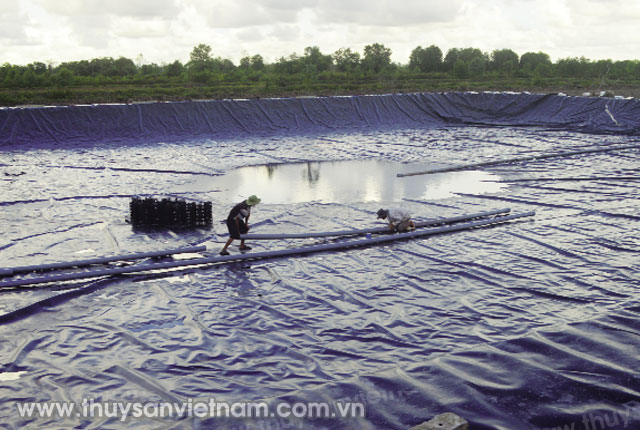 Nuôi tôm công nghệ cao khi đủ điều kiện   Ảnh: Phú Hữu  