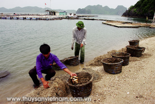 Thủy sản là thế mạnh của Quảng Ninh   Ảnh: Huy Hùng