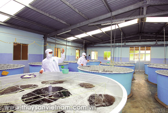 Trại sản xuất tôm giống của Công ty TNHH Giống thủy sản Minh Phú - Ninh Thuận   Ảnh: CTV
