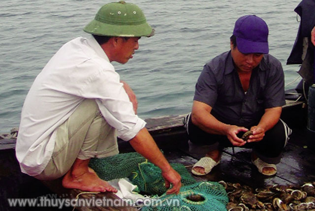 Bao ngư là hướng đi mới cho nghề nuôi thủy sản ở Quảng Nam