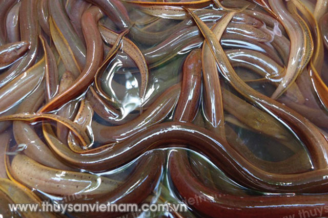 Lươn Giống An Phú  Mô hình nuôi lươn caỉ tiến 1  09140292736