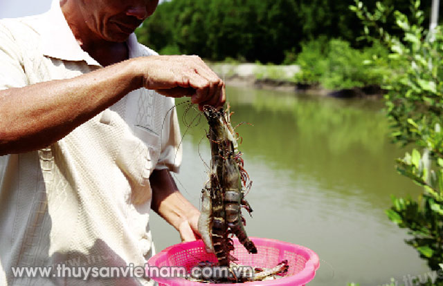 Nuôi tôm trong rừng ngập mặn cho hiệu quả bền vững   Ảnh: TheFishsie