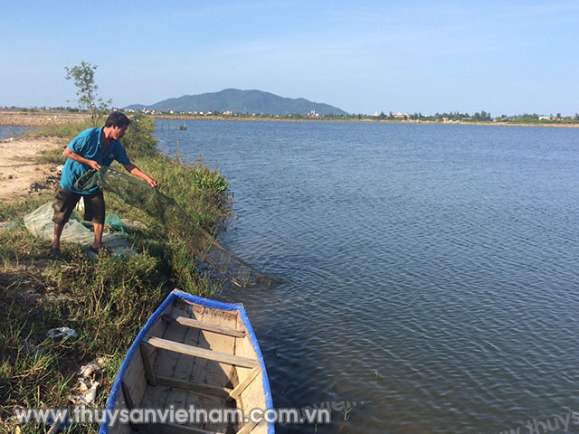 Những năm trước tôm phát triển tốt bình quân mỗi ha đạt 4 - 5 tấn