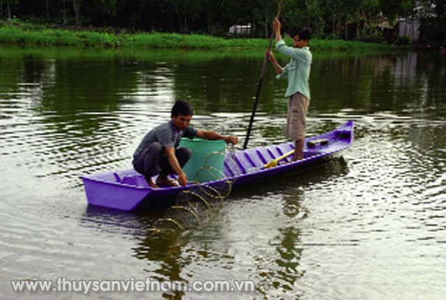 Nuôi tôm quảng canh ít thay nước tại Bạc Liêu   Ảnh: Bạc Liêu