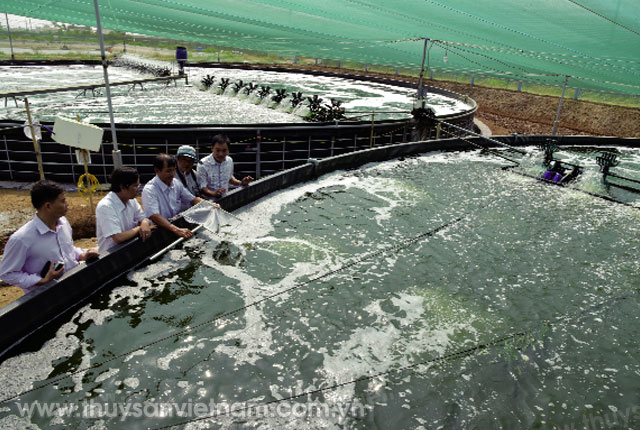 Cà Mau Đột phá nuôi tôm siêu thâm canh  Tạp chí Thủy sản Việt Nam