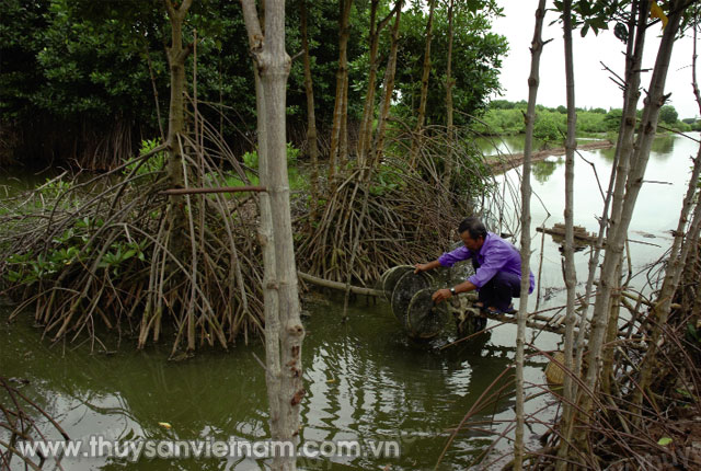 Nuôi tôm rừng tại Viêt Nam Gắn quyền lợi và trách nhiệm cho từng hộ nuôi   Tạp chí Thủy sản Việt Nam