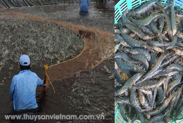 Ứng dụng quy trình INVE tại Việt - Úc, Việt Nam Ứng dụng quy trình INVE tại Việt - Úc, Việt Nam