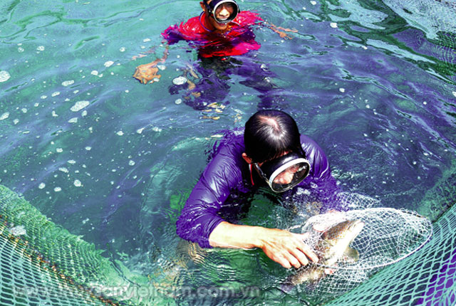 Cá mú là đối tượng nuôi biển có giá trị cao ở Phú Quý, Bình Thuận   Ảnh: CTV