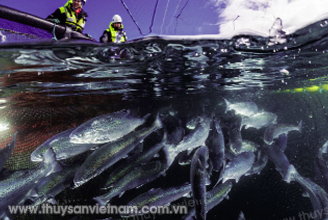 Nuôi cá hồi tiêu tốn lượng lớn EPA và DHA  Ảnh: Uli Kunz