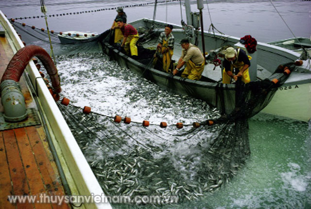 Ngư dân Maine khai thác thủy sản   Ảnh: National Geographic