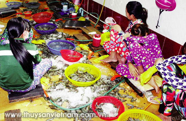 Bắt quả tang một cơ sở bơm tạp chất vào tôm ở Bạc Liêu   Ảnh: Ngọc Huyền