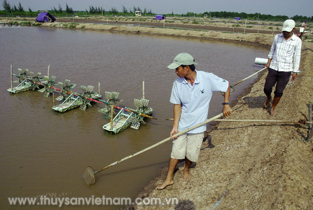 6 tháng, diện tích nuôi tôm nước lợ bị thiệt hại trên 21.000 ha   Ảnh: Thanh Nhã