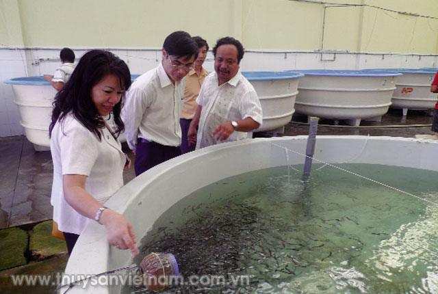 Nghiên cứu, sản xuất giống cá giò tại Viện Nghiên cứu NTTS II   Ảnh: Nam Anh