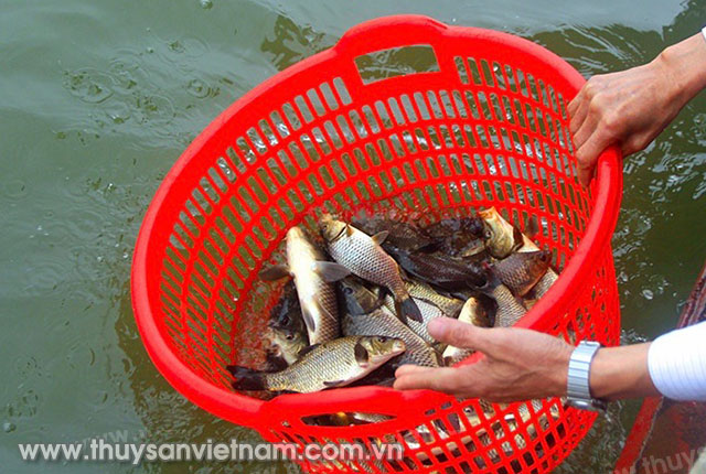 Phóng sinh hơn 5 tấn cá tại bến sông Hồng trước cửa đình Bát Tràng 