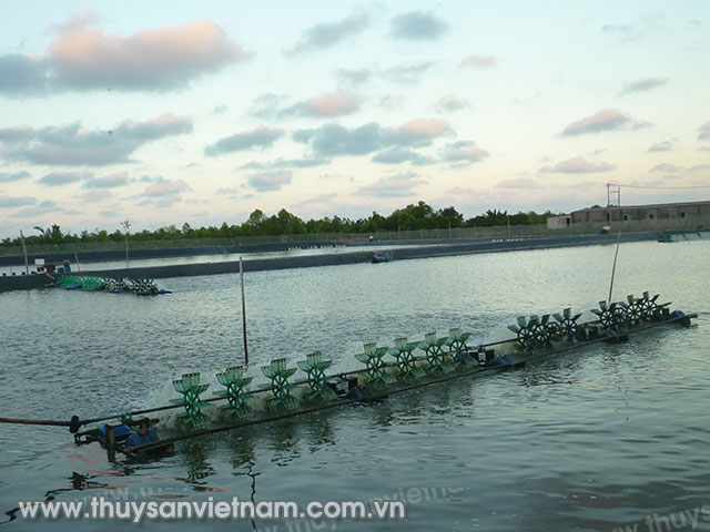 Sản xuất tôm ở thị xã Duyên hải, Trà Vinh. Ảnh Trường Ca