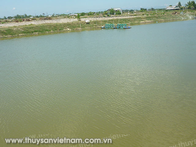 Vùng nuôi tôm ở huyện Cầu Ngang còn nhiều hộ treo ao . Ảnh trường Ca