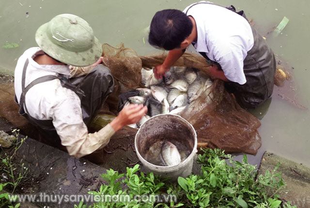 Nhiều mô hình thủy sản ở Hà Tĩnh đem lại hiệu quả cao