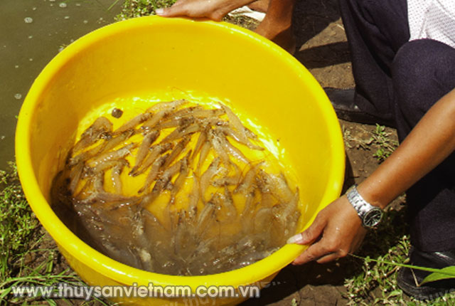 Hiện ở Sóc Trăng có 27 HTX nuôi tôm   Ảnh: Mai Trường